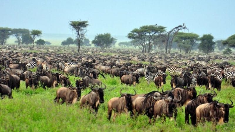 Best Serengeti National Park Tours | Africa Safaris Experience