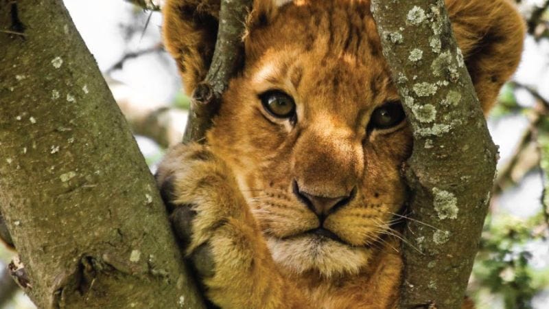 Lake Manyara - safari Tanzania Lake Manyara Africa Safaris Experience