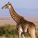 Maasai Giraffe