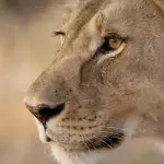 13 Days Tanzania Honeymoon Safari & Zanzibar Beach Escape - Africa Safari Experience