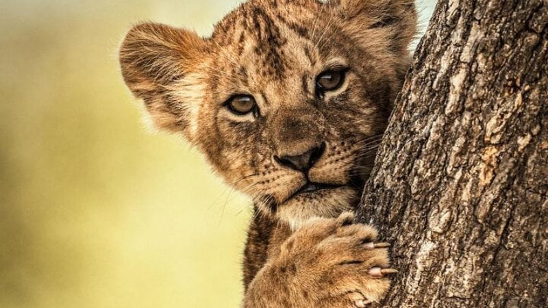 Tanzania Photographic Safari photo