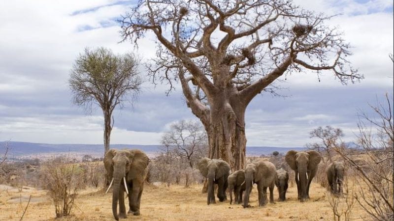 Tarangire National Park | Tanzania Wildlife Africa Safaris Experience