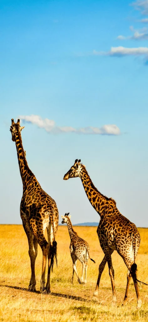 Contact Us - Africa Safari Experience
