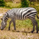 13 Days Tanzania Honeymoon Safari & Zanzibar Beach Escape - Africa Safari Experience