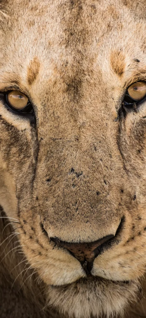 Contact Us - Africa Safari Experience