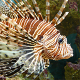 Lionfish