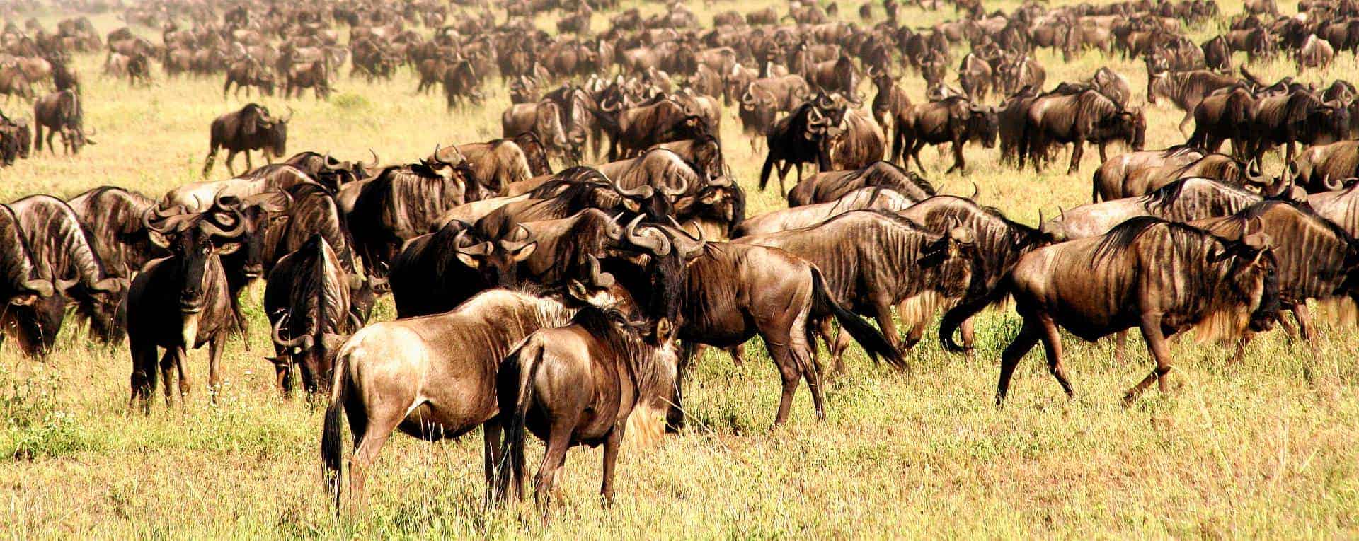 The great Serengeti Wildebeest Migration