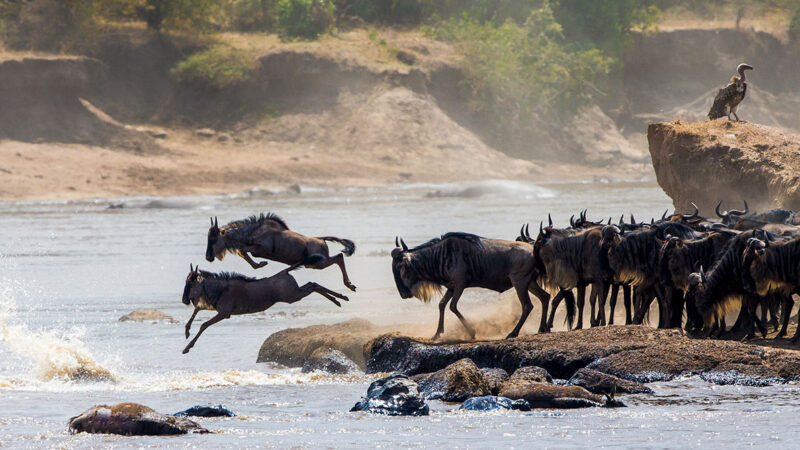 Ready to plan a Great Migration safari