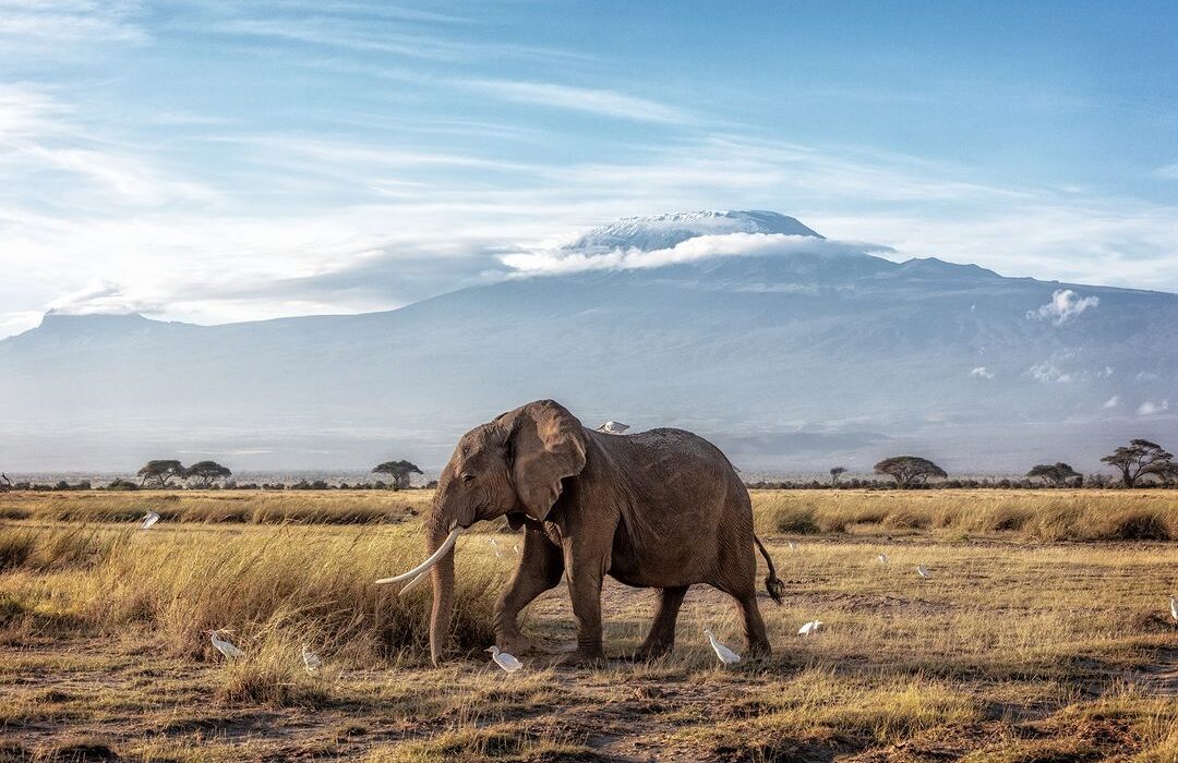 5 Days Classic Tanzania Safari