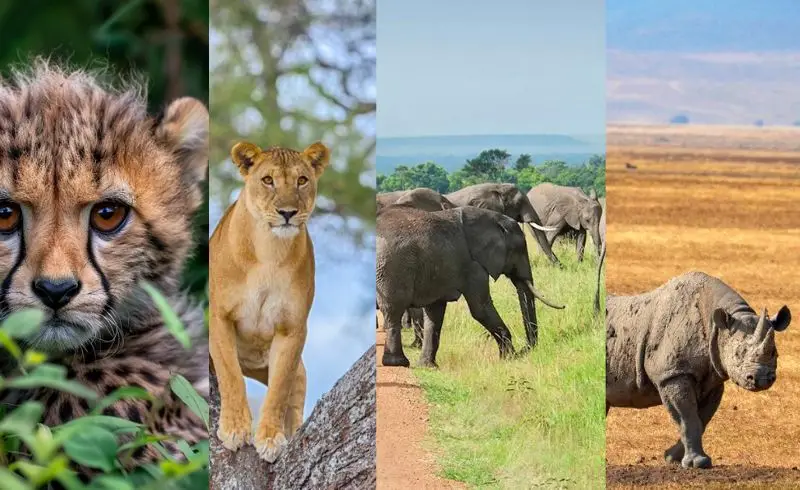 5 Days Tanzania Big 5 Safaris | Tanzania Safari | Africa Safaris Experience