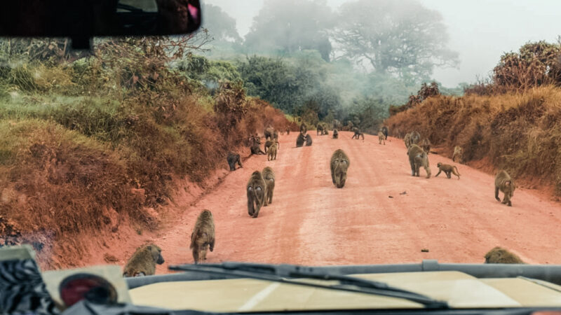 Luxury Safari at Ngorongoro Crater | Africa Safaris Experience