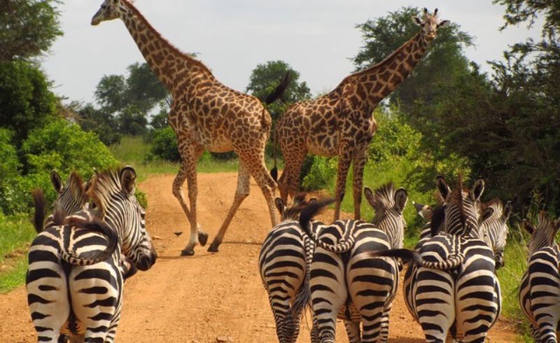 Southern Circuit Tanzania Destinations | Tanzania Safari Destinations