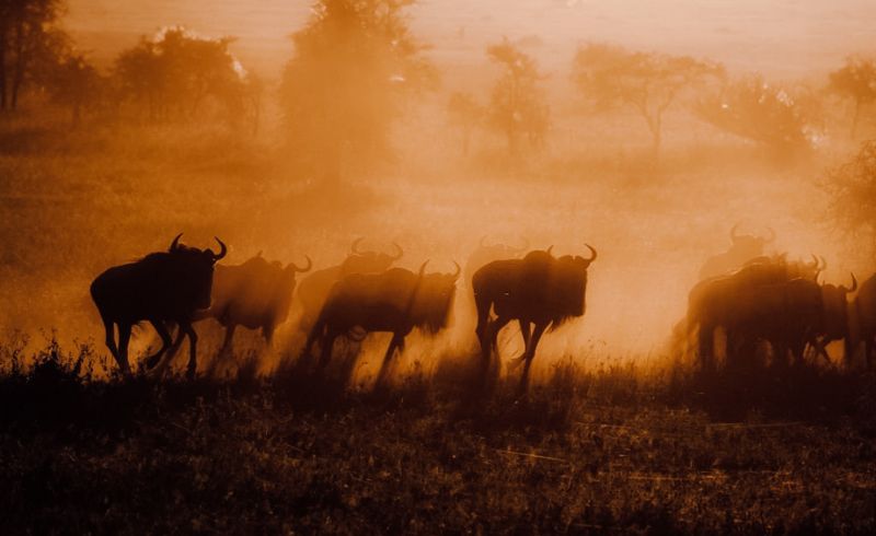 Tanzania Safari FAQs | Tanzania Safari Common Questions