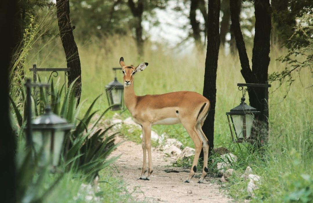 Accommodation in Kogatende Kenzan Mara Tented Camp Photos