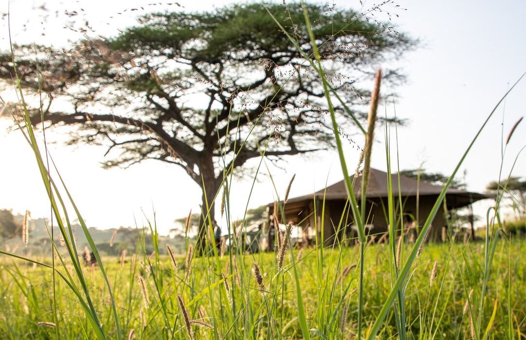 Accommodation in Kogatende Kenzan Mara Tented Camp Photos