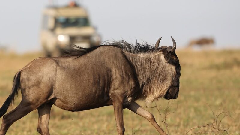 Wildebeest Migration in Tanzania - Africa Safari Experience