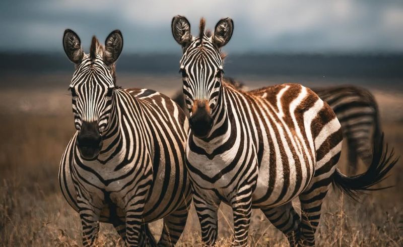 Photographic Safaris In Tanzania - Africa Safari Experience