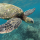 Hawksbill-turtle