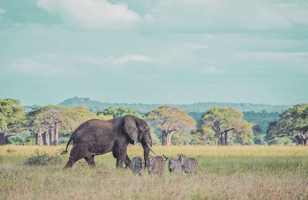 Tarangire National Park Wildlife, Activities, Best Time, and Safari Packages 2024