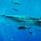 Whale-Shark