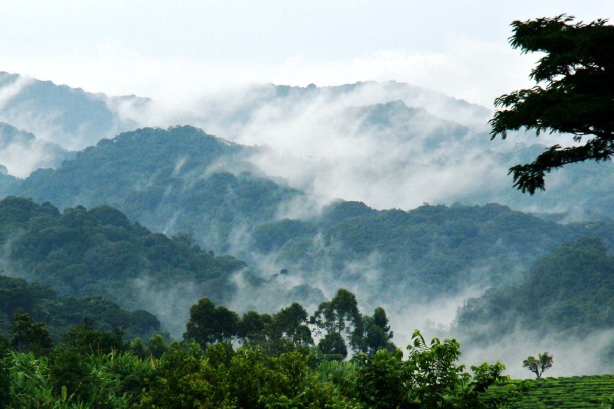 Bwindi Impenetrable National Park - Africa Safaris Experience