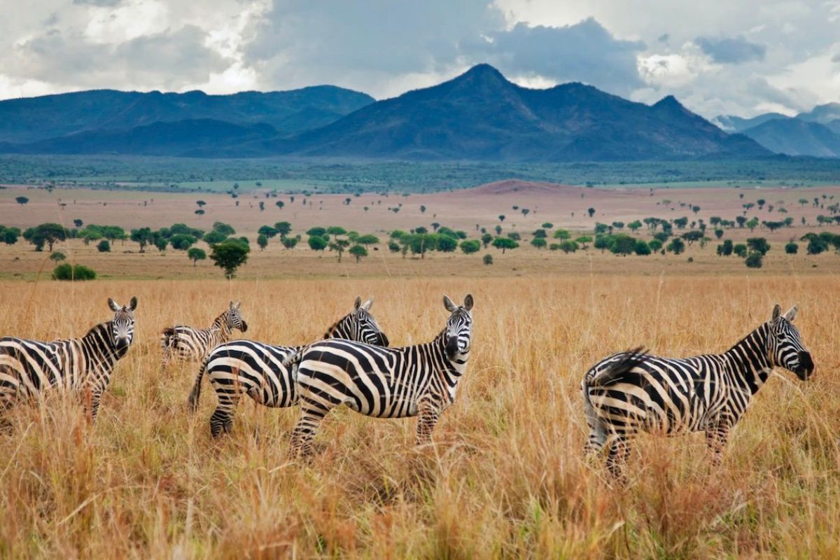 Kidepo Valley National Park