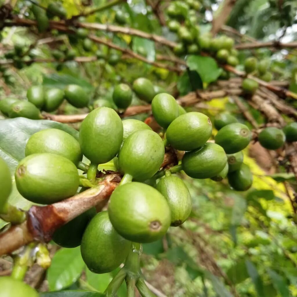 Materuni Water Falls - Western Kilimanjaro