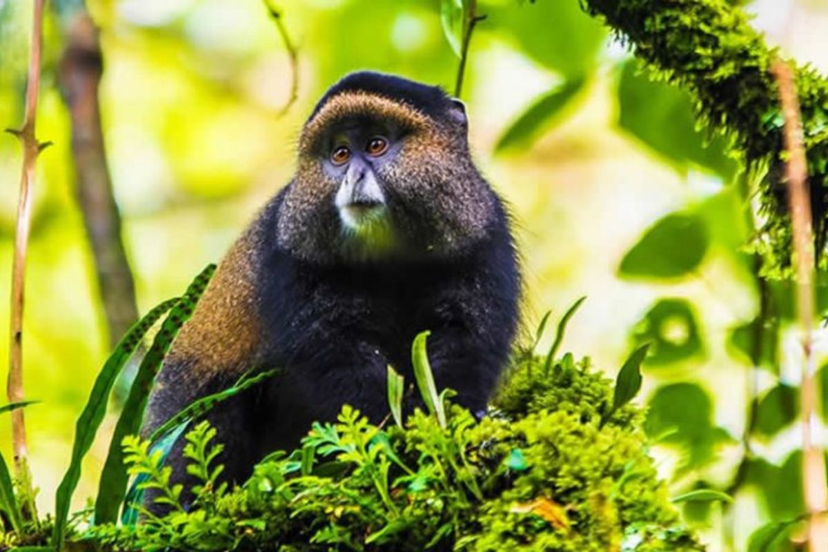 Mgahinga Gorilla National Park