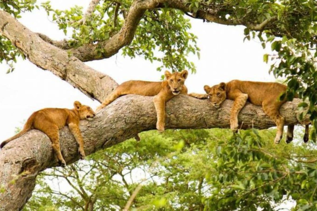 Queen Elizabeth National Park