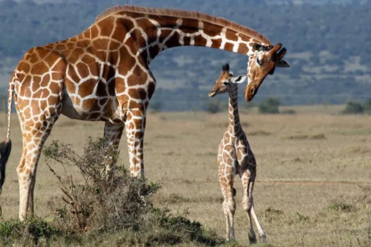 Uganda Uganda Safari – Travel Guide