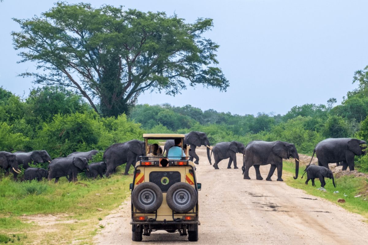 Uganda Uganda Safaris