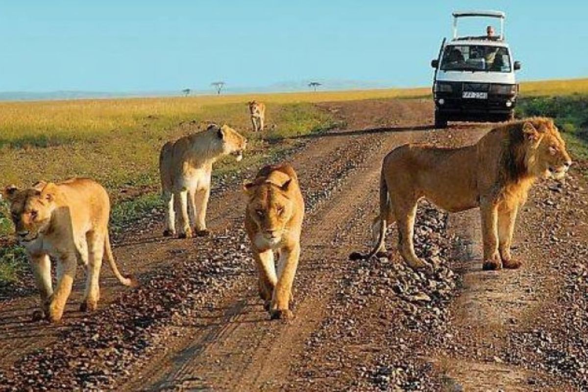 Uganda Why Choose Uganda for Your Safari