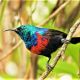 birdwatching at bwindi impenetrable national park