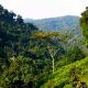 bwindi forest national park uganda