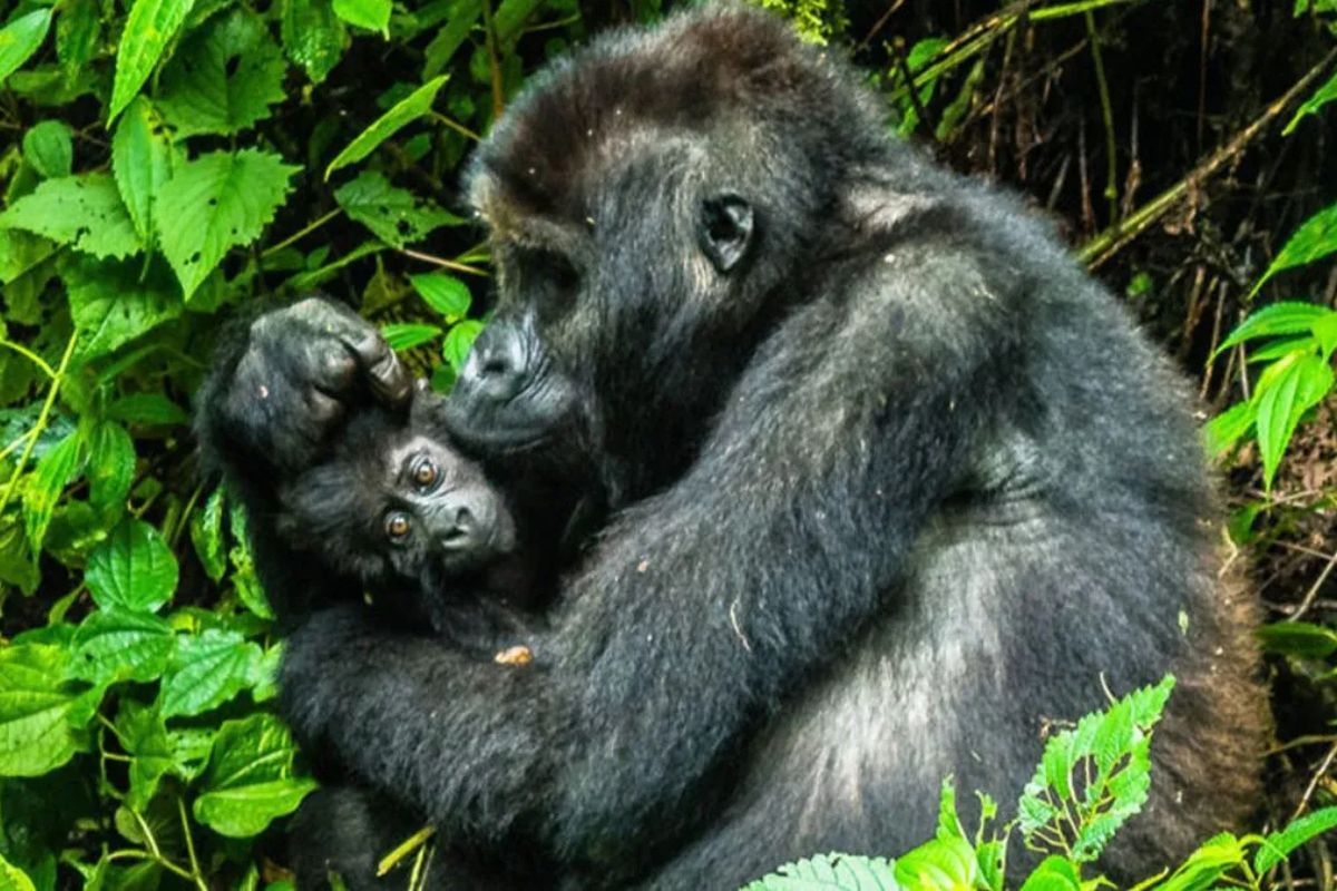 Uganda uganda gorillas safari