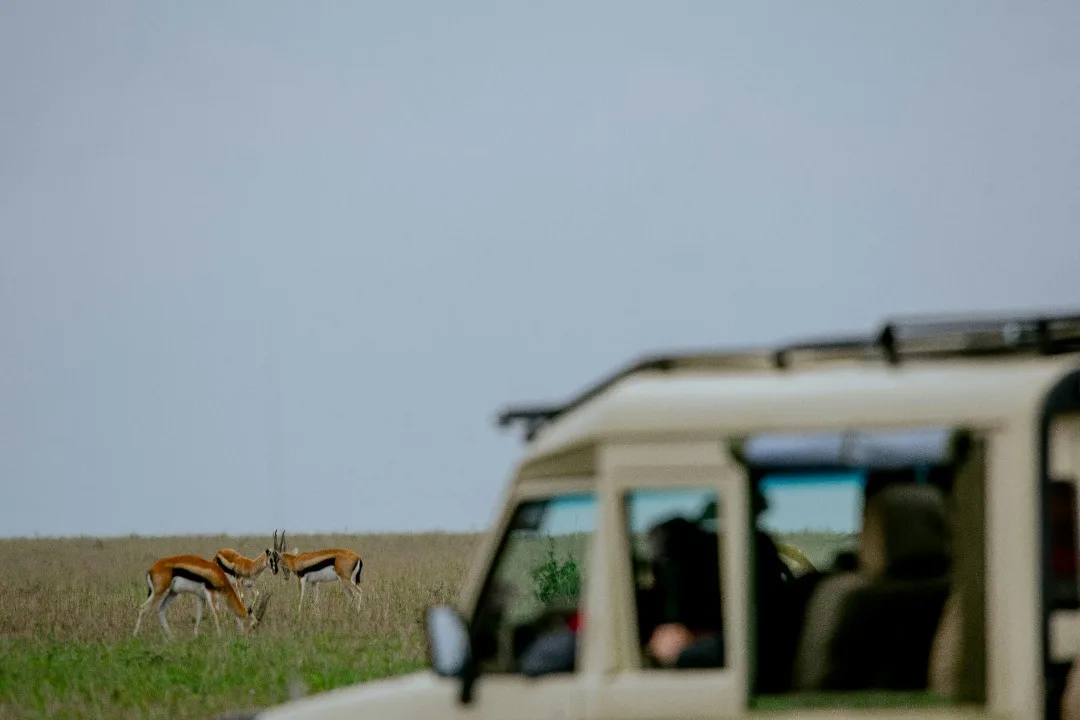 You are currently viewing Prior to Dispatch Information: What to Know Before Your Tanzania Safari