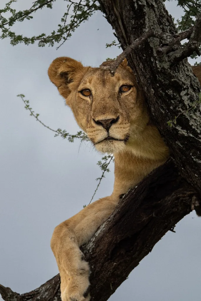 Big Five Safaris In Tanzania - Tanzania Safari Experience