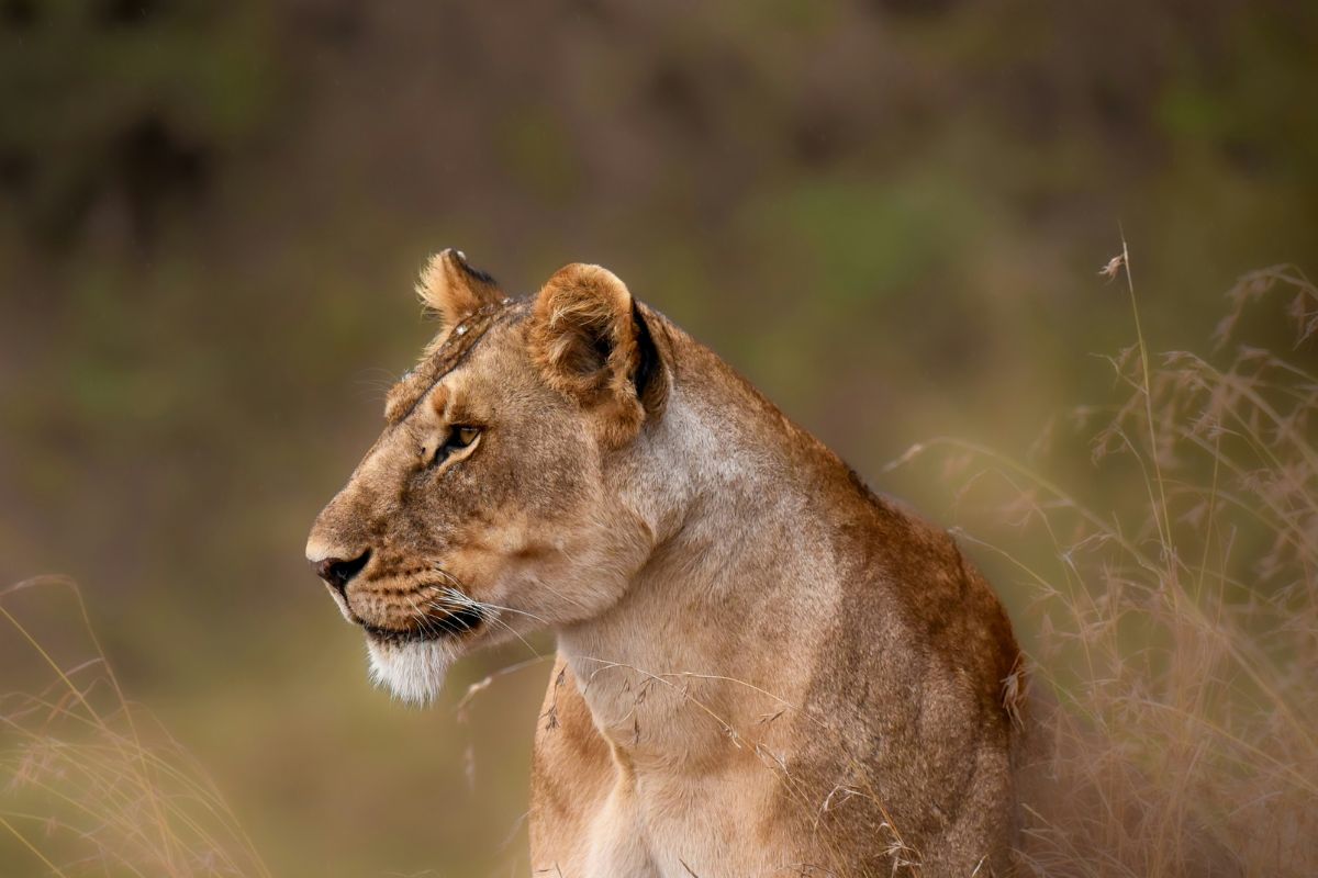 Custom made Tanzania Safaris
