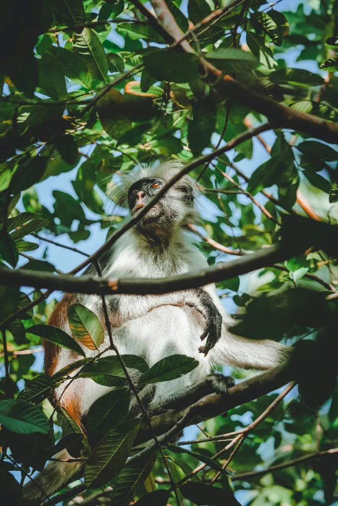 Jozani Forest, Zanzibar - Tanzania Safari Experience