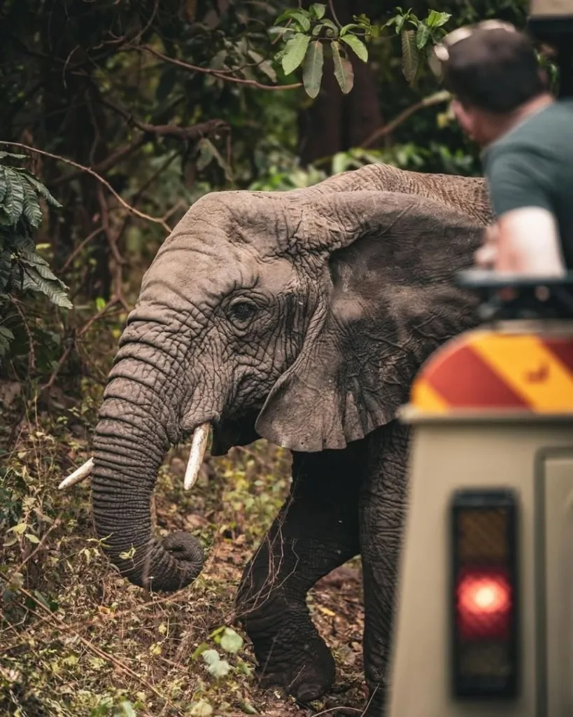 Safari itinerary image