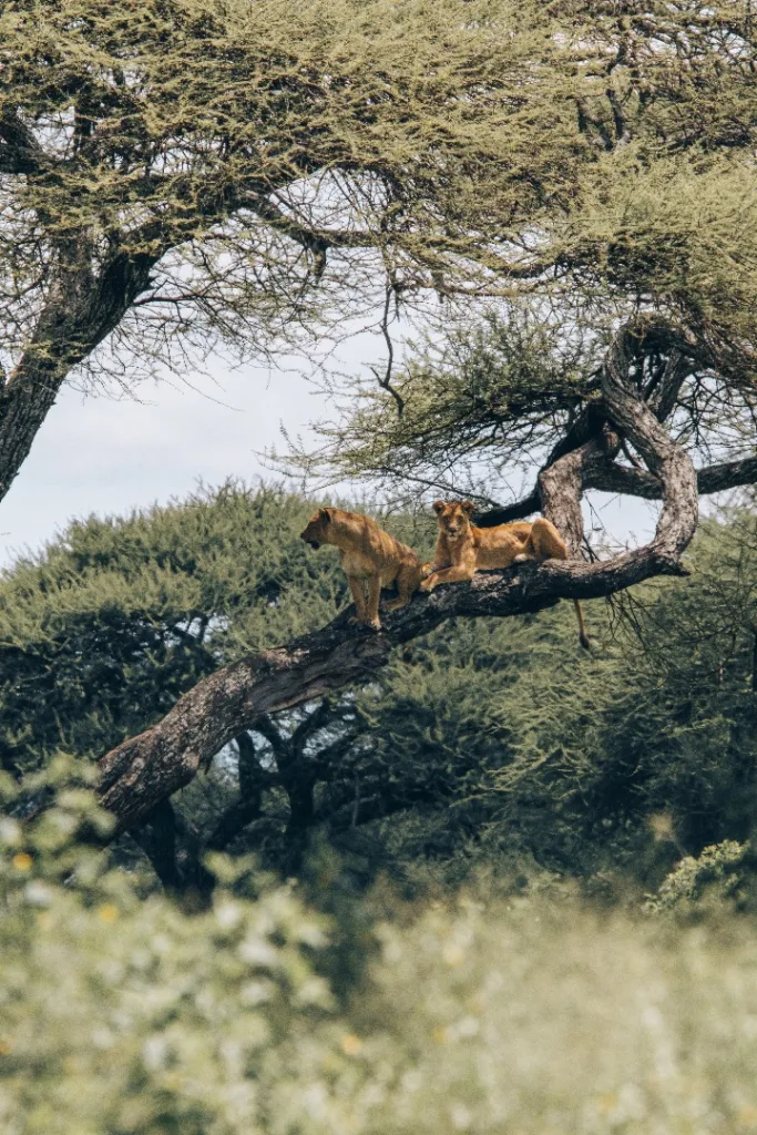 Safari itinerary image