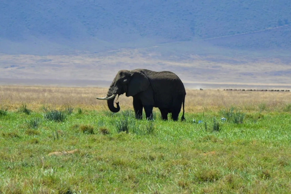 Safari itinerary image