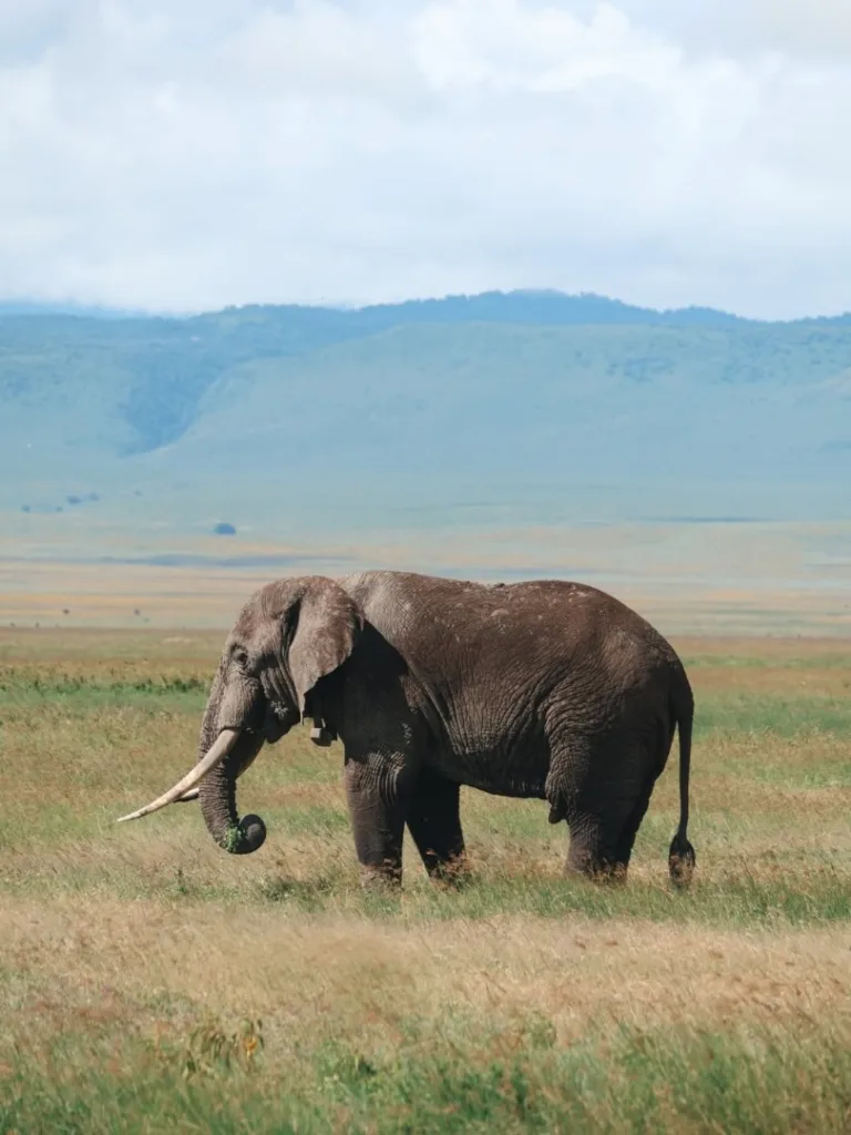 Ngorongoro Crater Photos - Tanzania Safari Experience