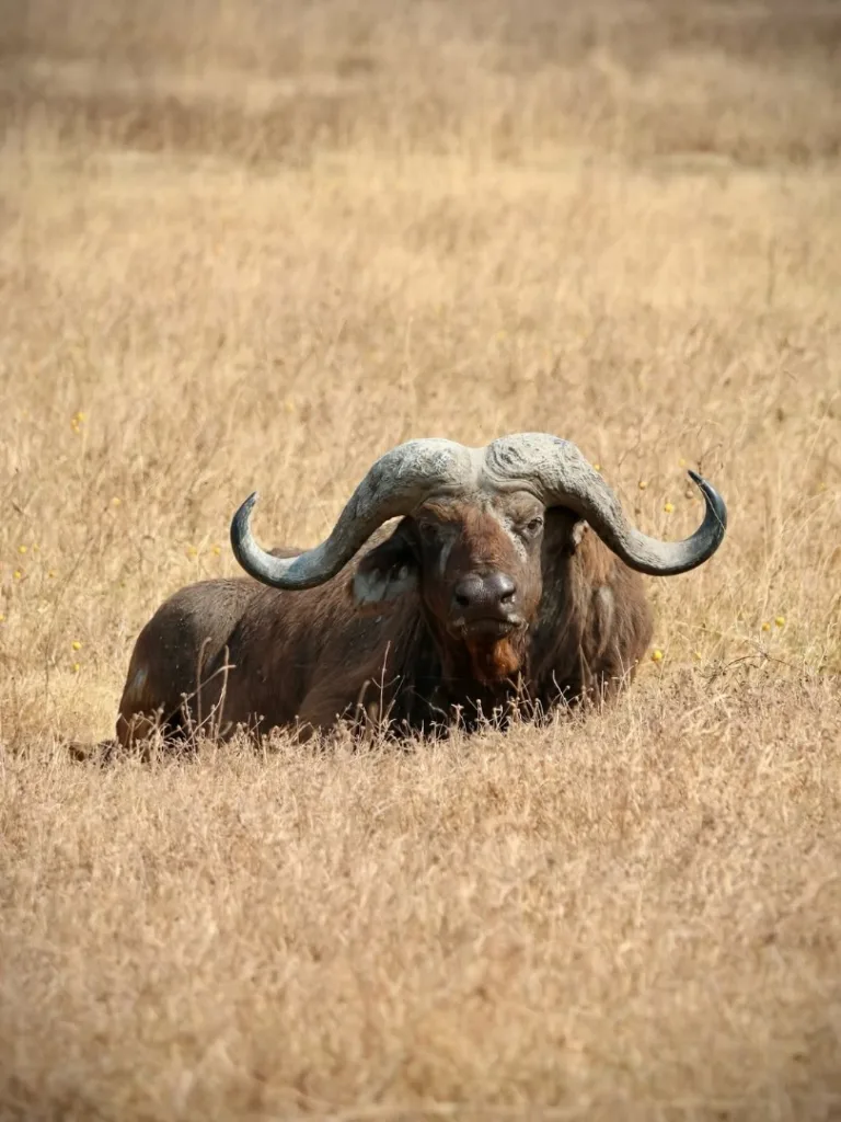 Ngorongoro Crater Photo