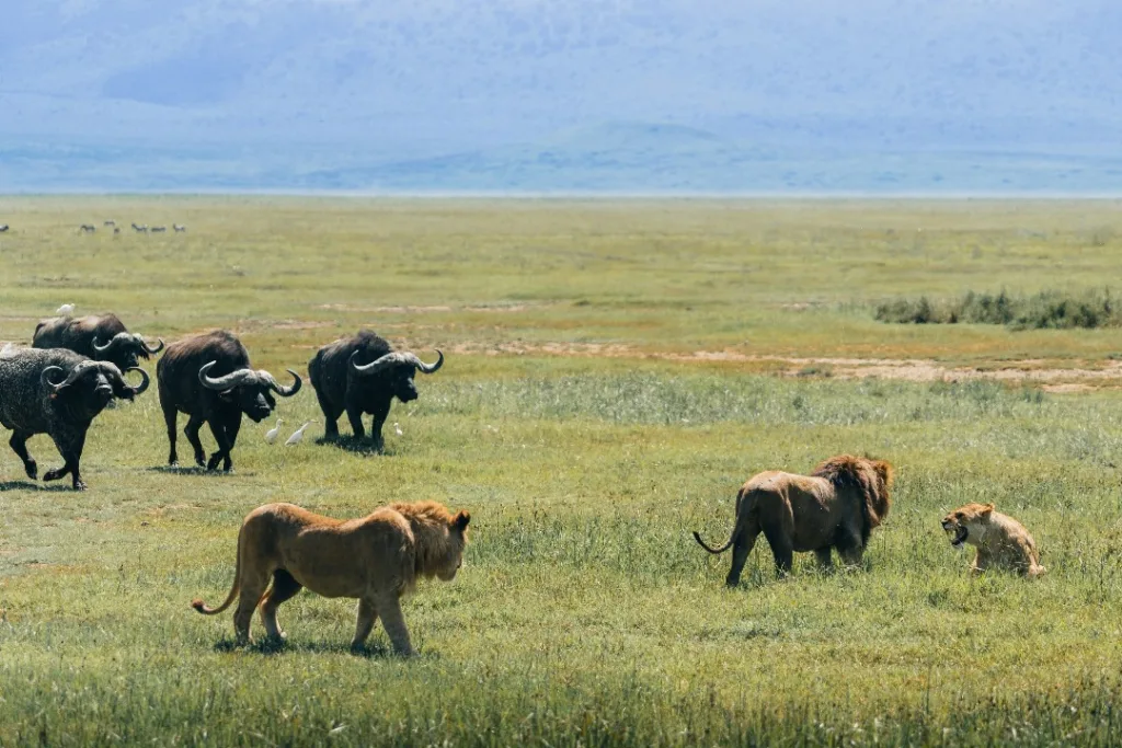 Safari itinerary image