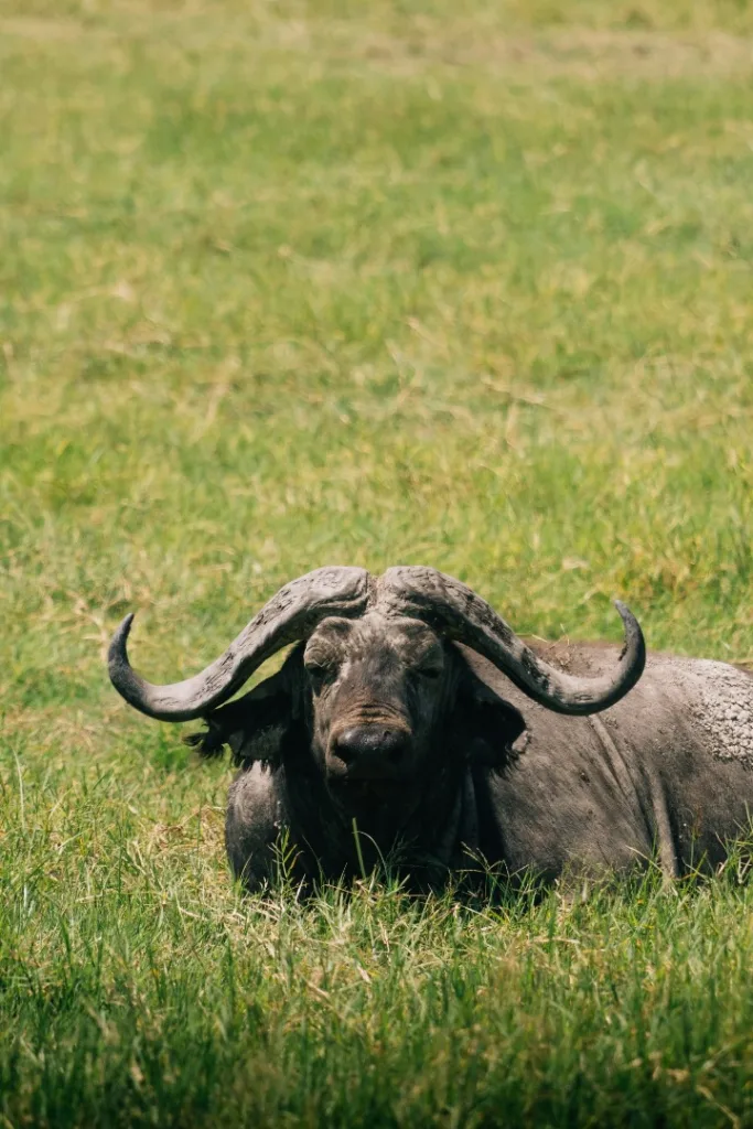 Ngorongoro Crater Photos - Tanzania Safari Experience