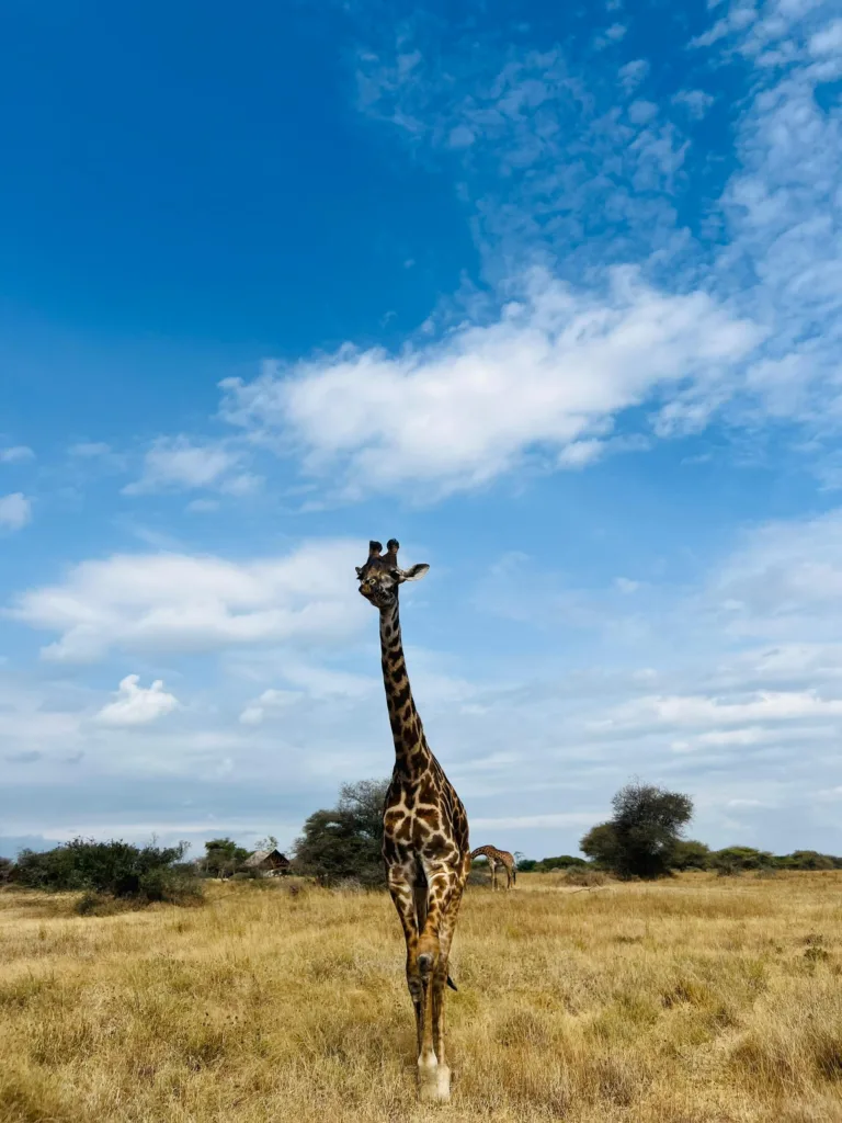 Safari itinerary image