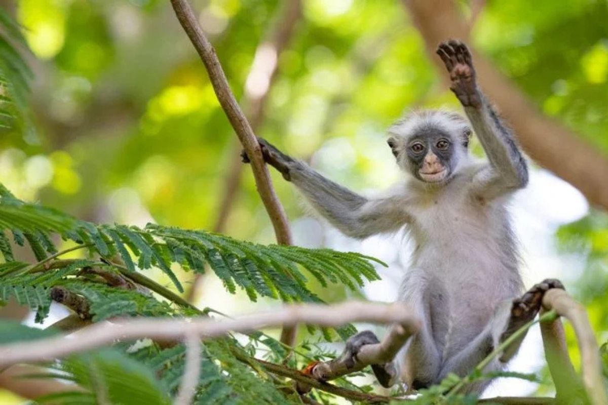 Contact Tanzania Safari Specialist