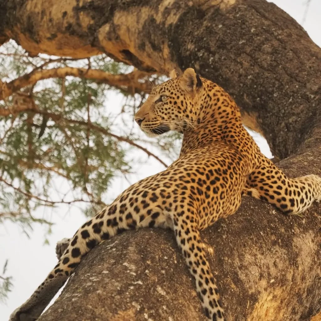 Safari itinerary image