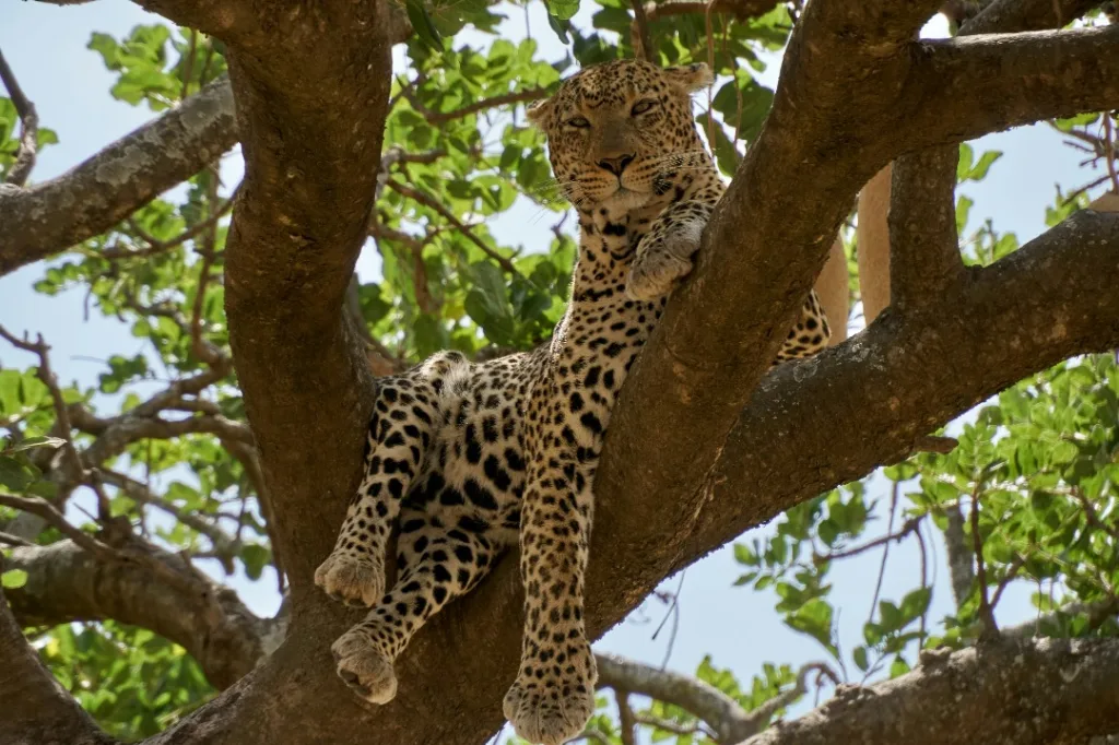 Safari itinerary image